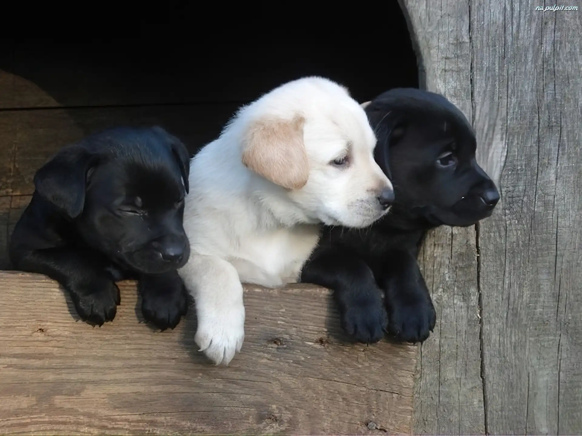 Labrador Retriever, Trzy, Szczeniaki